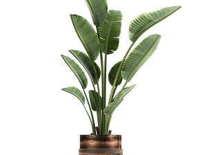 houseplants in a pot for the interior 722 Modèle 3D