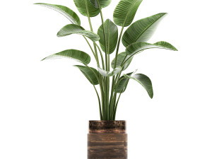 houseplants in a pot for the interior 722 Modèle 3D