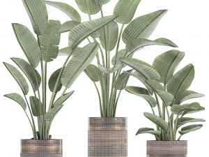 houseplants in a pot for the interior 722 Modèle 3D