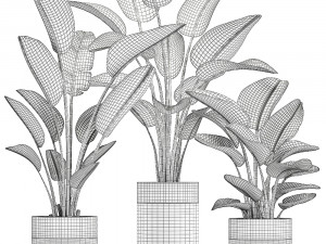 houseplants in a pot for the interior 722 Modèle 3D