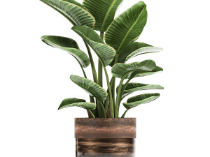 houseplants in a pot for the interior 722 Modèle 3D
