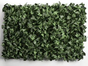 phytowall hedera 61 3D Model
