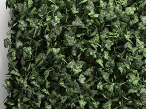 phytowall hedera 61 3Dモデル