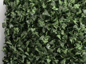 phytowall hedera 61 3D Model