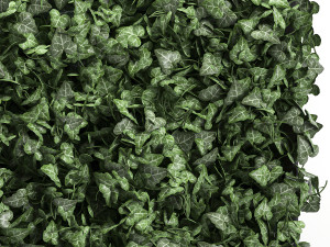 phytowall hedera 61 3Dモデル