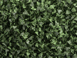 phytowall hedera 61 3D Model