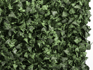 phytowall hedera 61 3Dモデル