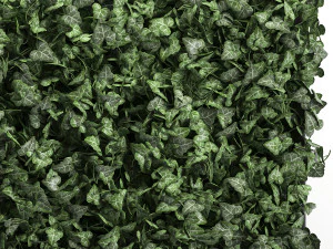 phytowall hedera 61 3D Model
