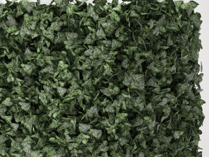 hedera phytowall for corner 62 Model 3D