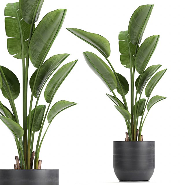strelitzia in a pot for the interior 723 Modelo 3D .c4d .max .obj .3ds .fbx .stl .blend 