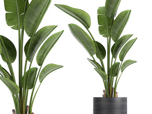 strelitzia in a pot for the interior 723 3D मॉडल