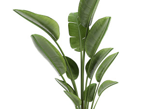 strelitzia in a pot for the interior 723 Modelo 3D