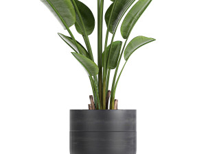 strelitzia in a pot for the interior 723 Modelo 3D