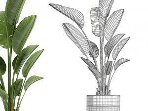 strelitzia in a pot for the interior 723 Modelo 3D