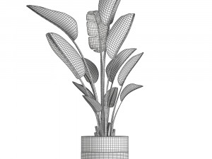 strelitzia in a pot for the interior 723 Modelo 3D