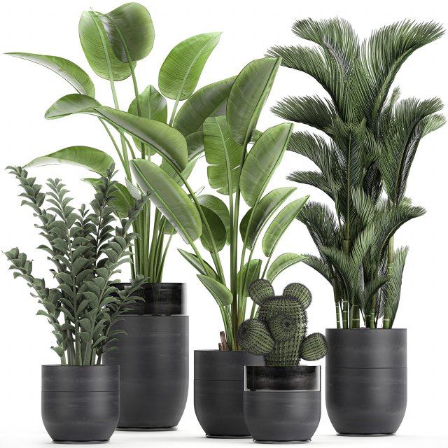 houseplants in a pot for the interior 724 3D Model .c4d .max .obj .3ds .fbx .stl .blend 