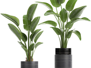 houseplants in a pot for the interior 724 3D Model