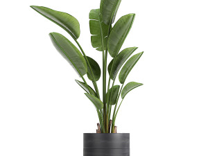 houseplants in a pot for the interior 724 3D Model