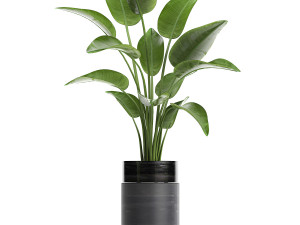houseplants in a pot for the interior 724 3D Model