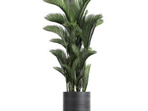 houseplants in a pot for the interior 724 3D Model
