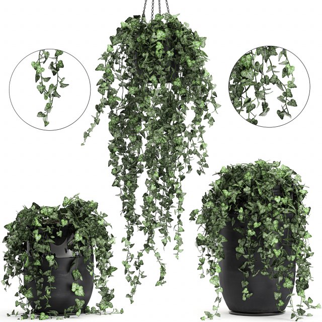 houseplants hedera in a pot for the interior 724 Model 3D .c4d .max .obj .3ds .fbx .stl .blend