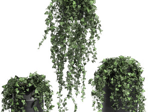 houseplants hedera in a pot for the interior 724 Model 3D