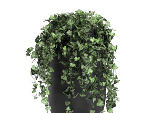 houseplants hedera in a pot for the interior 724 Model 3D