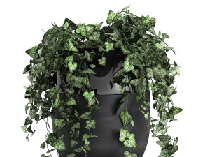houseplants hedera in a pot for the interior 724 Model 3D