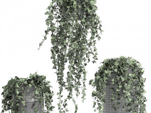 houseplants hedera in a pot for the interior 724 Model 3D