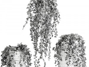 houseplants hedera in a pot for the interior 724 Model 3D