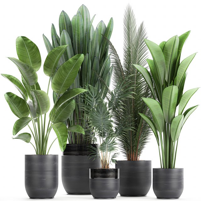 houseplants in a pot for the interior 726 Model 3D .c4d .max .obj .3ds .fbx .stl .blend 