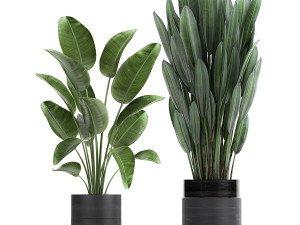 houseplants in a pot for the interior 726 Model 3D
