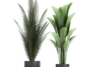 houseplants in a pot for the interior 726 Model 3D