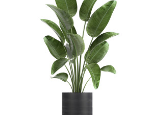 houseplants in a pot for the interior 726 Model 3D