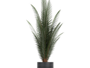 houseplants in a pot for the interior 726 Model 3D