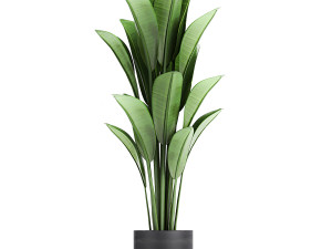 houseplants in a pot for the interior 726 Model 3D