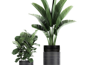 houseplants in a pot for the interior 727 3D Model