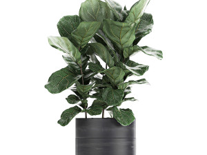 houseplants in a pot for the interior 727 3D Model