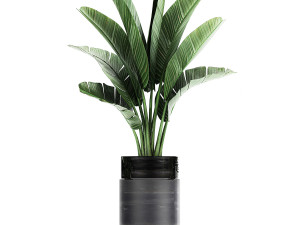 houseplants in a pot for the interior 727 3D Model