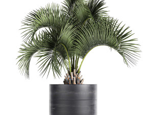 houseplants in a pot for the interior 727 3D Model
