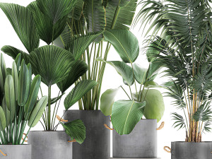 houseplants in a pot for the interior 728 3Dモデル