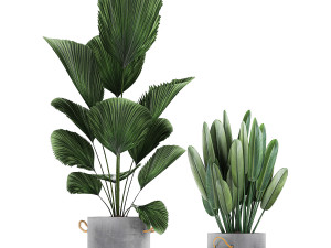 houseplants in a pot for the interior 728 3Dモデル