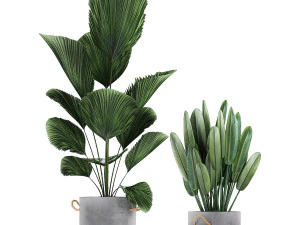 houseplants in a pot for the interior 728 3D Model
