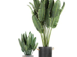 houseplants in a pot for the interior 728 3D Model