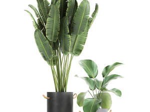 houseplants in a pot for the interior 728 3Dモデル