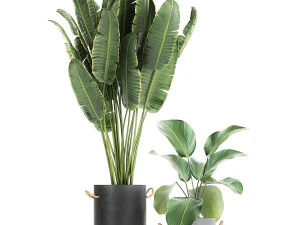 houseplants in a pot for the interior 728 3D Model