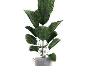 houseplants in a pot for the interior 728 3D Model