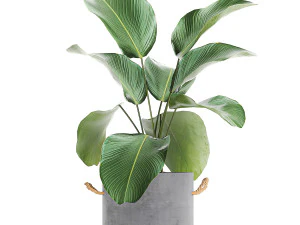 houseplants in a pot for the interior 728 3D Model