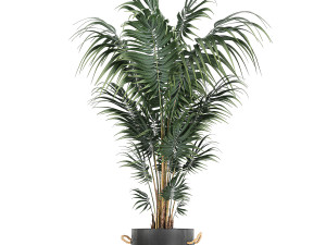 houseplants in a pot for the interior 728 3Dモデル