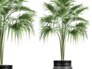 decorative palm in a flowerpot 729 3D Model